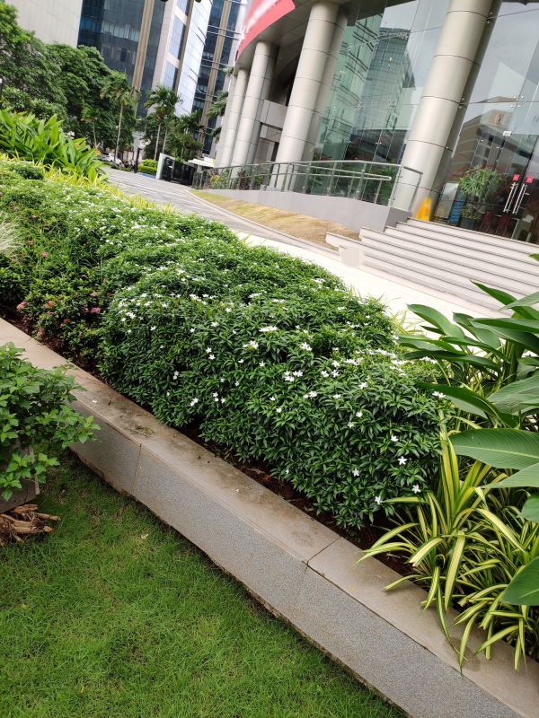 Landscaping Edging Service detail
